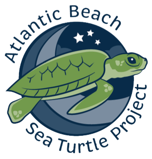 Atlantic Beach Sea Turtle Project