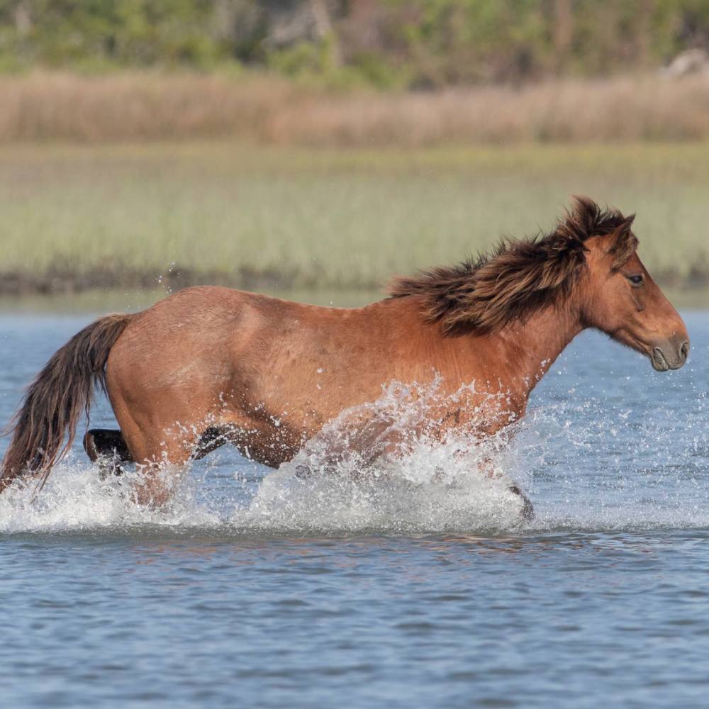 We are committed to conservation around Beaufort and beyond.